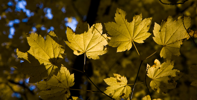 Autumn Maple Leaves In Sunlight